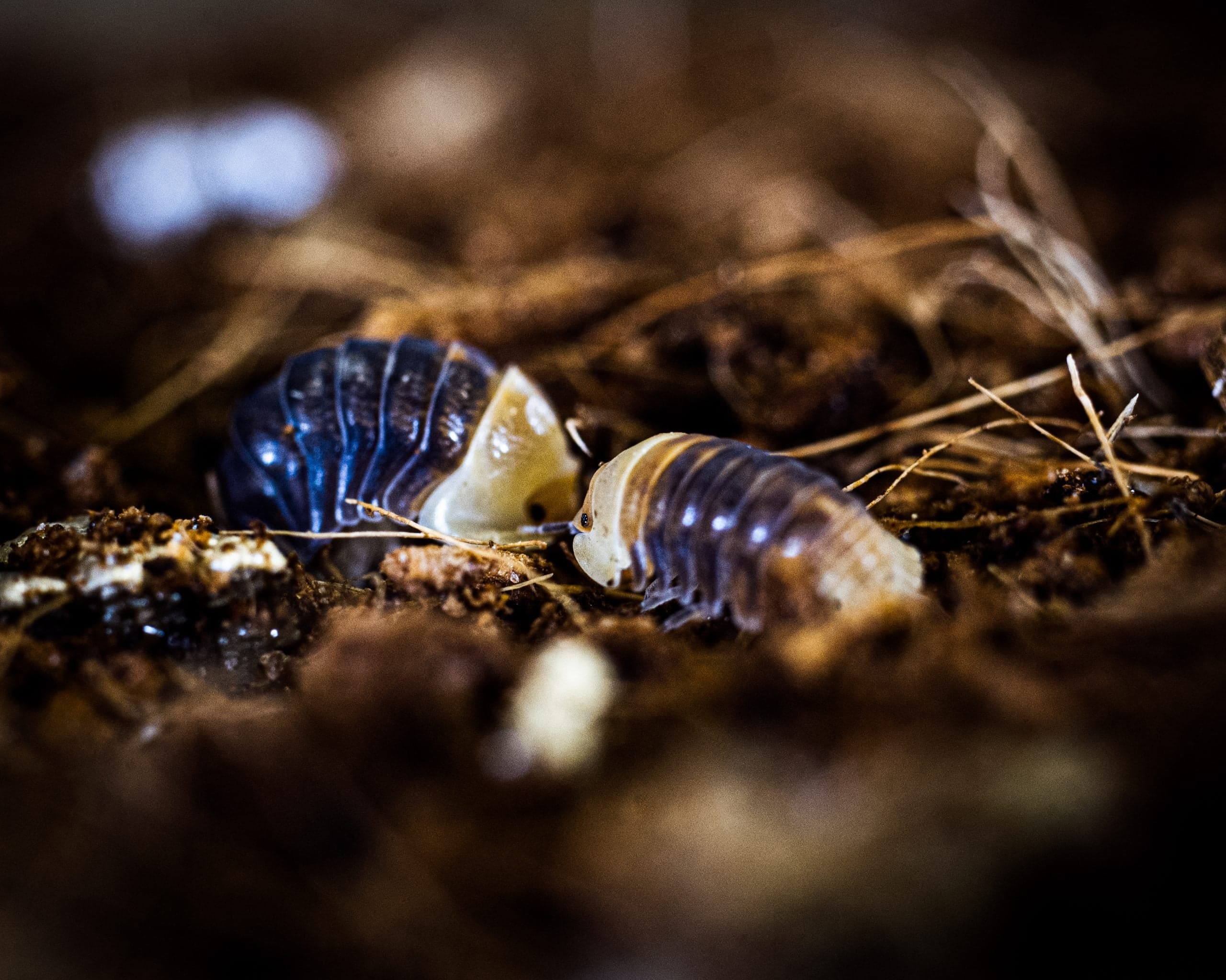 Ducky the Rubber Ducky Isopods