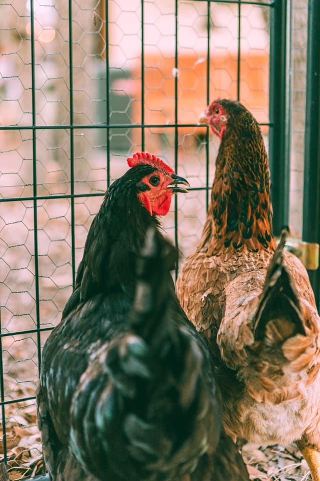 Henrietta the Jersey Giant Chicken