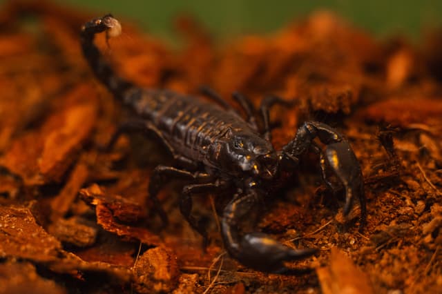 Tortellini the Emperor Scorpion