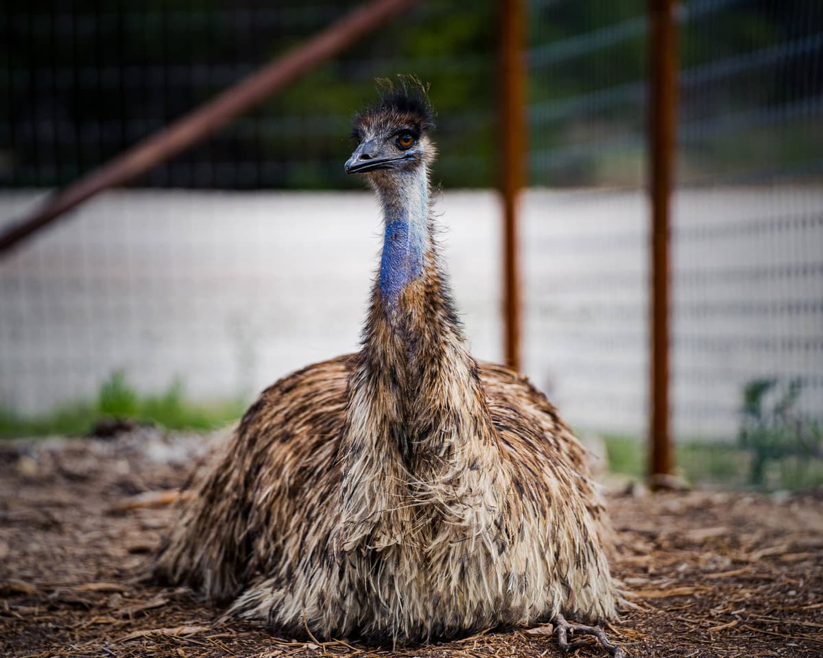 Stompy, the emu
