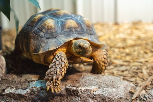 Push Pop the Sulcata Tortoise