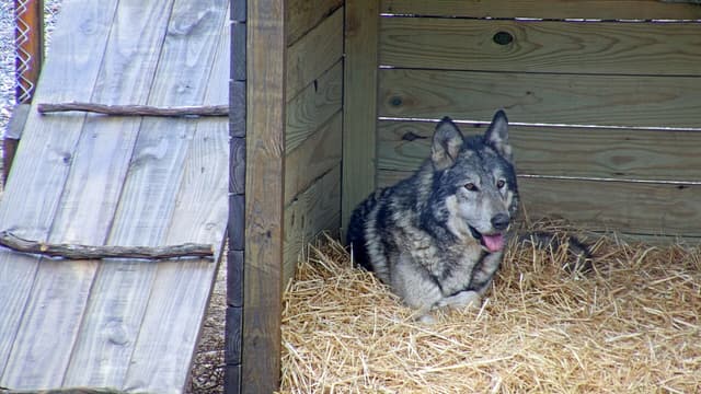 Akela the Wolfdog