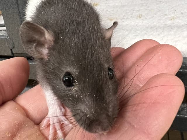 Chips Ahoy the Rat
