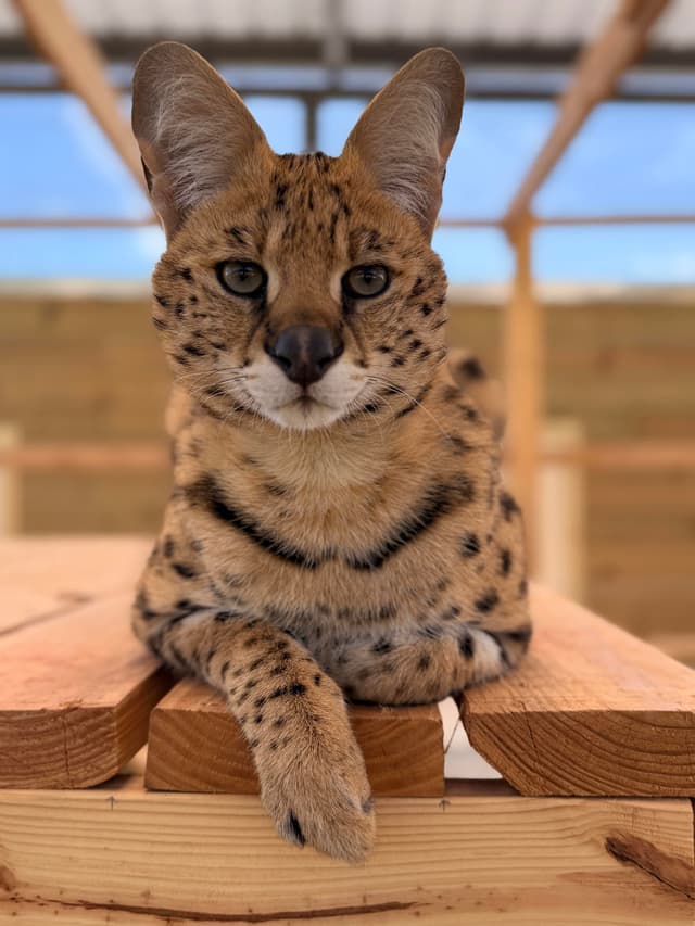 Kasi the Serval
