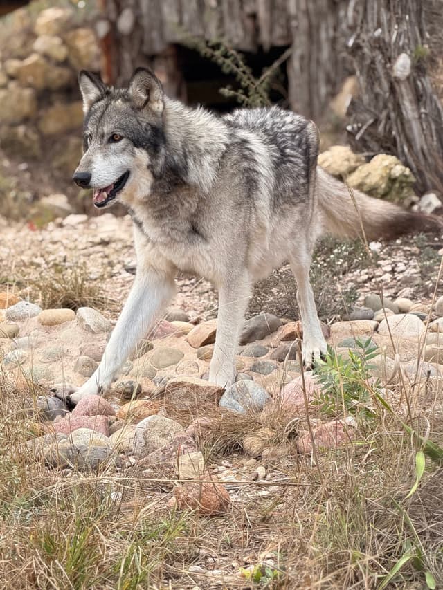 Akela the Wolfdog