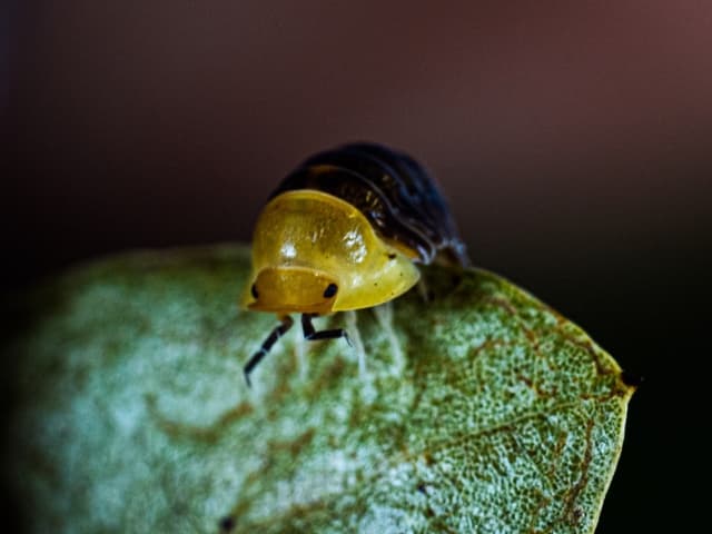 Ducky the Rubber Ducky Isopods