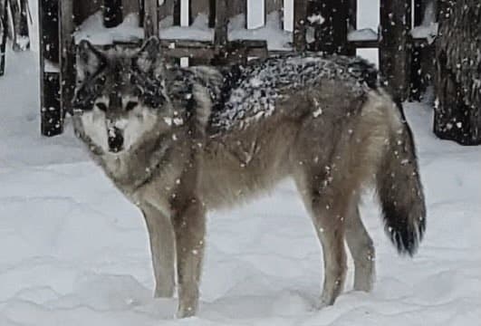 Awa the Wolfdog