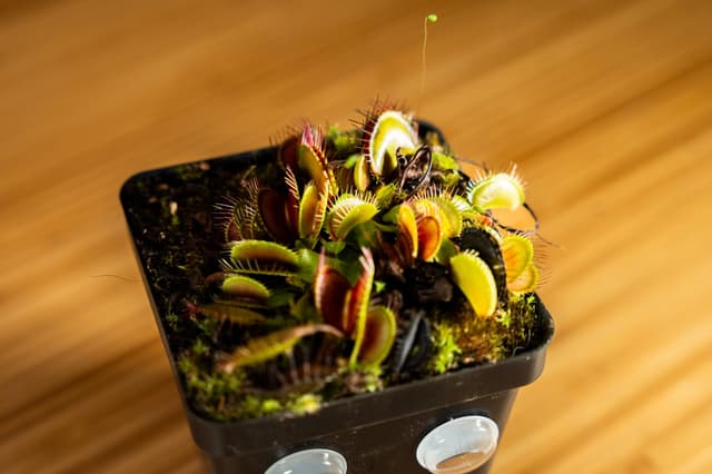 Marty McFly the Venus Flytrap Plant