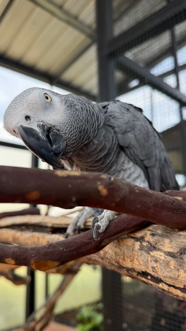 Tipsy the African Grey