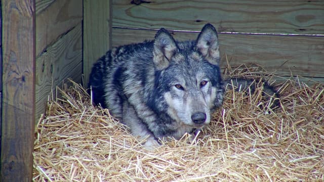 Akela the Wolfdog