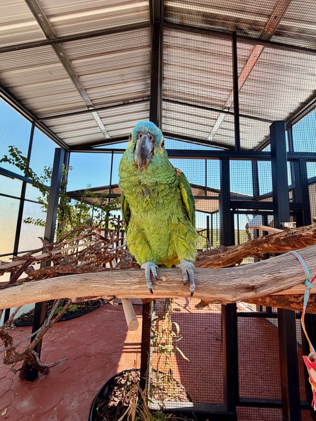 Siren the Blue-fronted Amazon