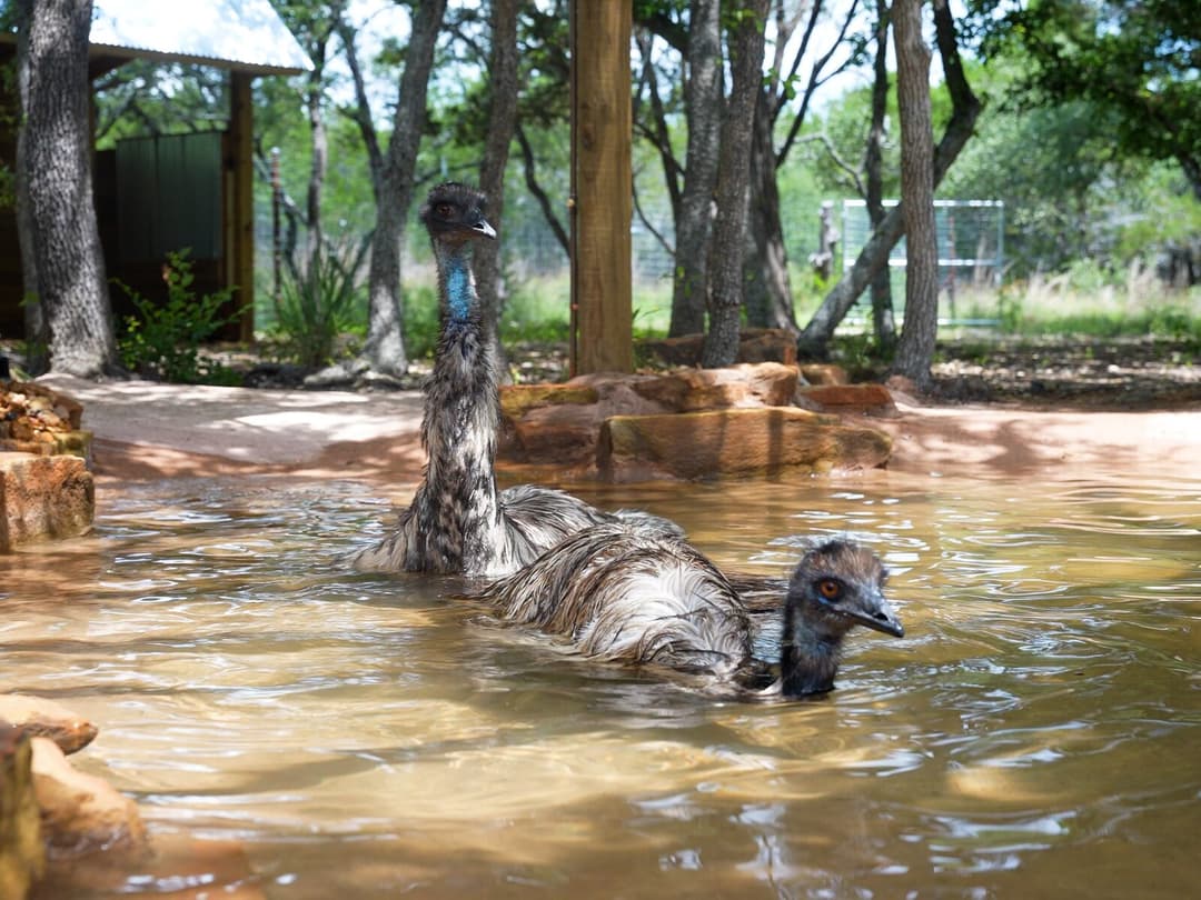 Emus in the Alveus emu enclosure
