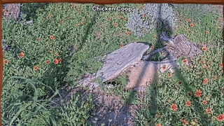 Left rock