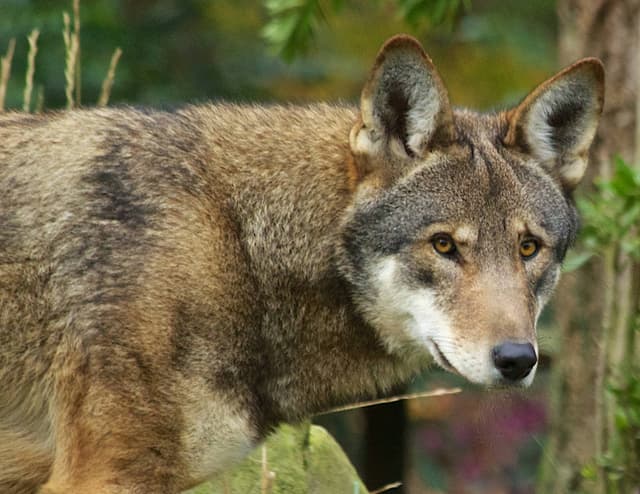 Red wolf, B. Bartel/USFWS, Public Domain, https://www.fws.gov/media/red-wolf-7