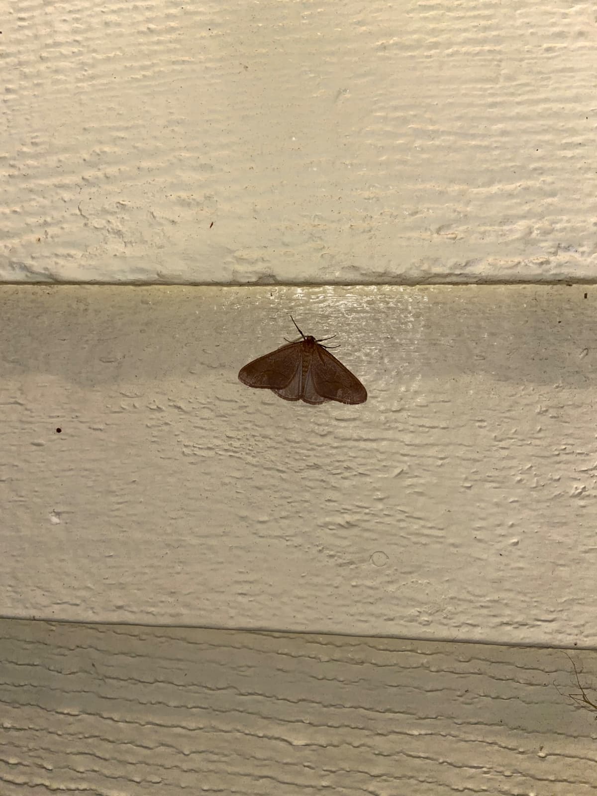 A brown looper moth sits on the yellow siding of a house. 