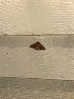 A brown looper moth sits on the yellow siding of a house. 