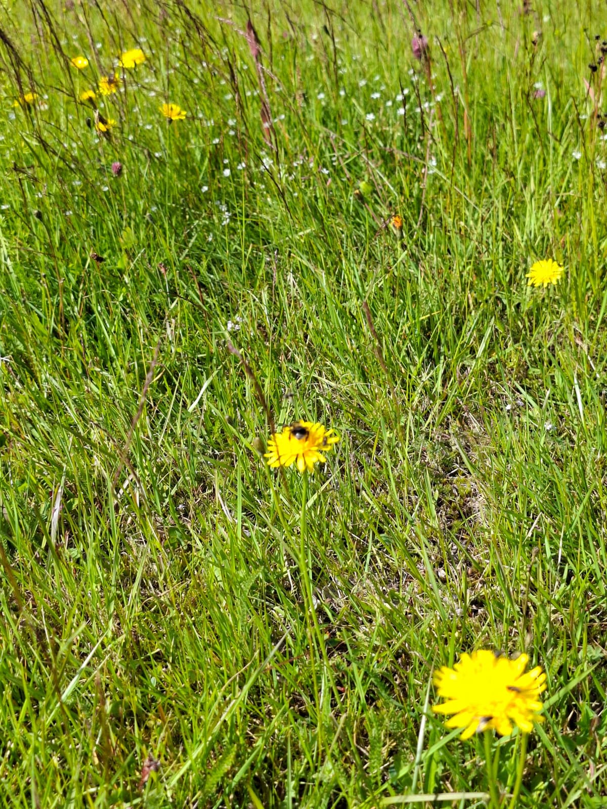 Bumblebee on a yellow flower in tall grass