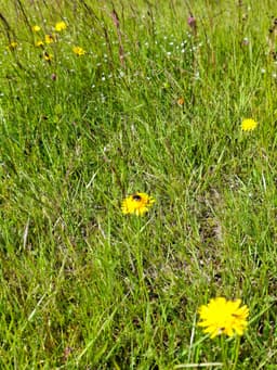 Bumblebee on a yellow flower in tall grass