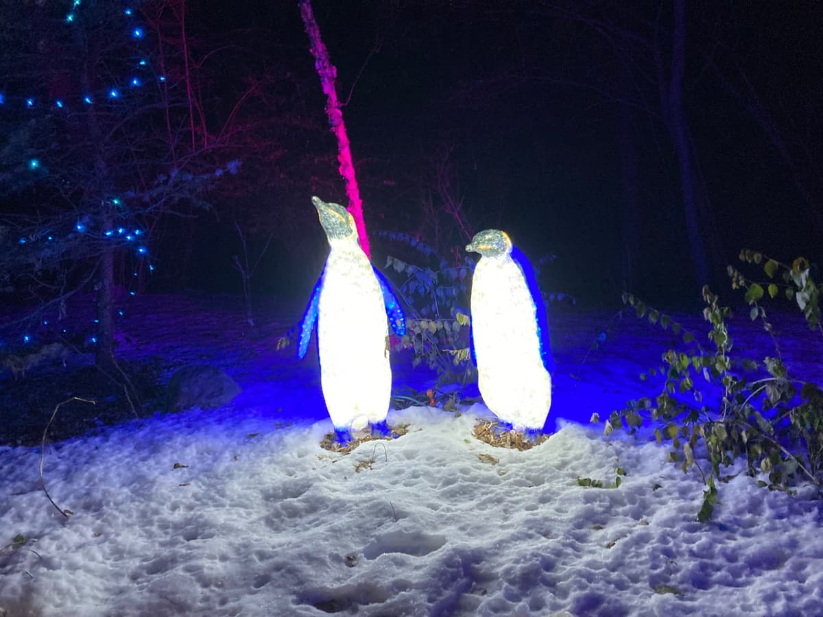 A holiday light sculpture of two penguins