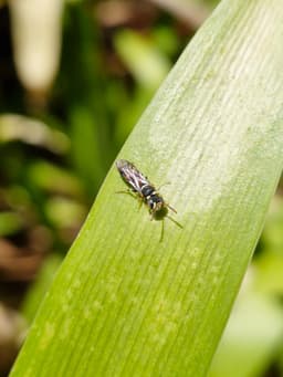 A small black wasp with pale yellow markings. It is on a plant leaf.