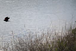 Red-Winged blackbird flying away from some vegetation at the edge of a pond