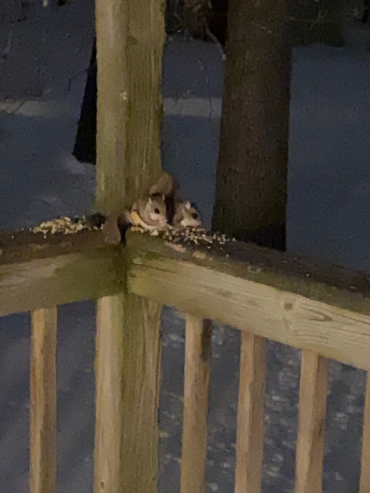 Two flying squirrels are sitting next to each other in the corner of a porch railing, eating seeds.
