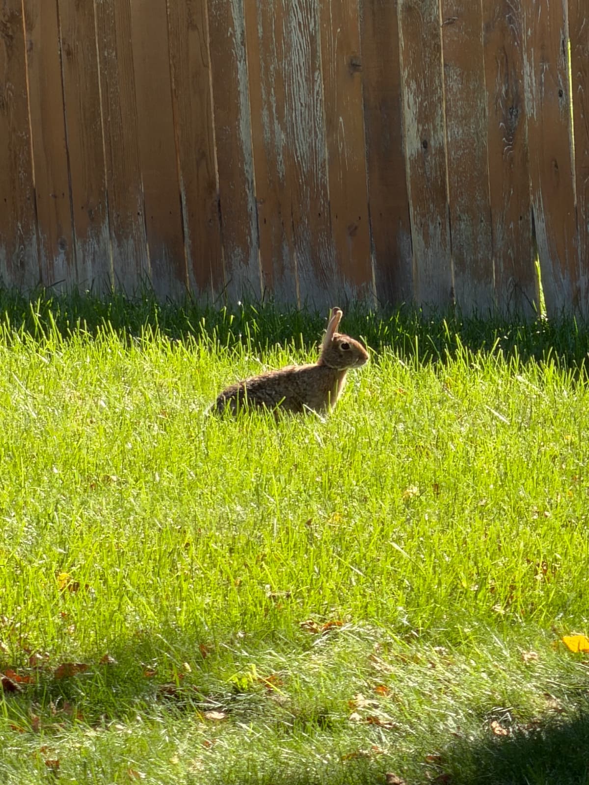A grey and brown rabbit standing in a grass lawn, there are yellow leaves scattered in the foreground and a wood fence in the background.