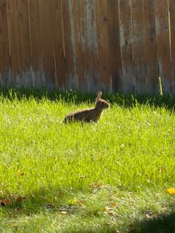 A grey and brown rabbit standing in a grass lawn, there are yellow leaves scattered in the foreground and a wood fence in the background.