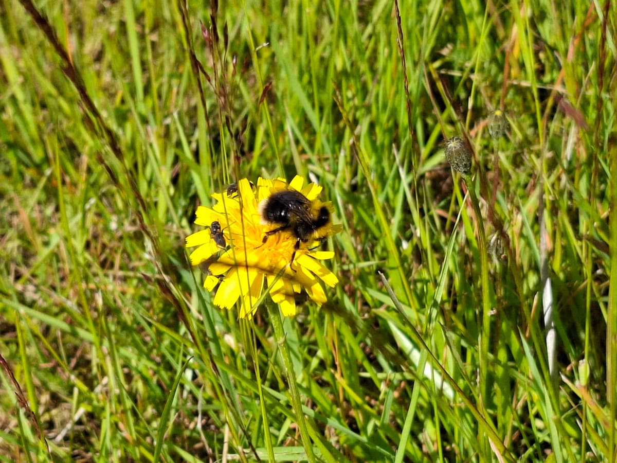 Bumblebee on a yellow flower in tall grass
