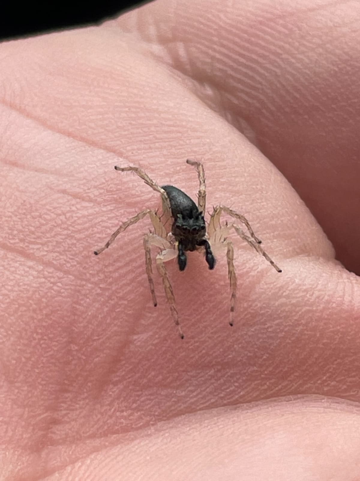 Black bodied jumping spider with 3 horns on the top of his head and translucent legs with tiny black hairs coming off of them
