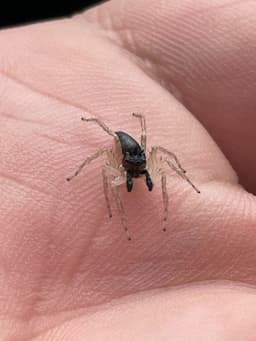 Black bodied jumping spider with 3 horns on the top of his head and translucent legs with tiny black hairs coming off of them