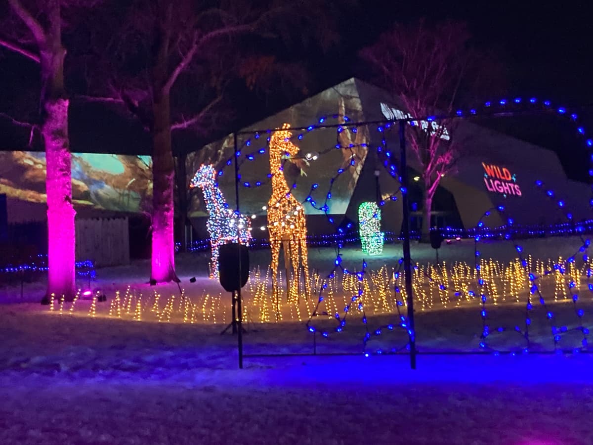 A holiday light sculpture of two giraffes