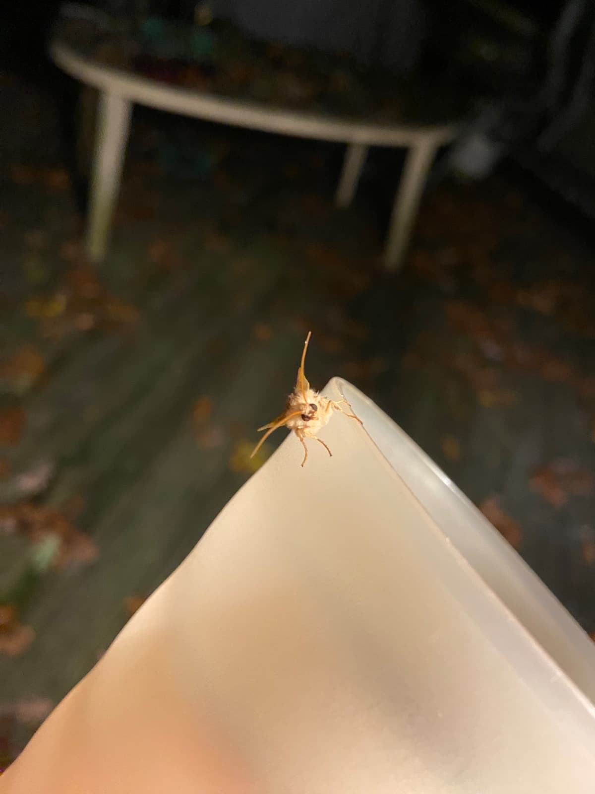 A close-up of a cup with an orange-colored moth perched on the edge, facing towards the camera 