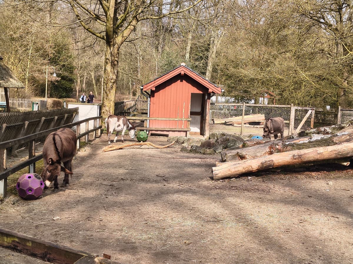 Donkeys with a puzzle feeder