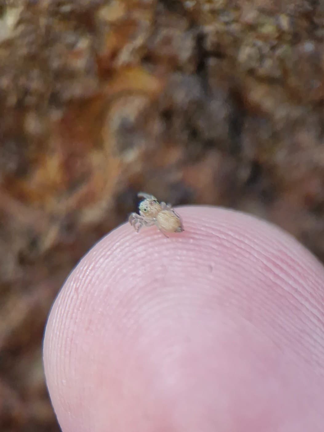 A tiny, light brown spider on the end of a finger.