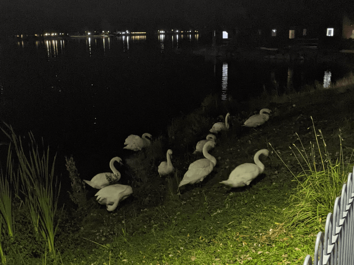 A nighttime photo showing a group of 9 swans near the water’s edge. They are illuminated by soft light and appear to be preening their feathers beside the lake. 