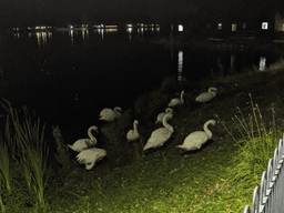 A nighttime photo showing a group of 9 swans near the water’s edge. They are illuminated by soft light and appear to be preening their feathers beside the lake. 