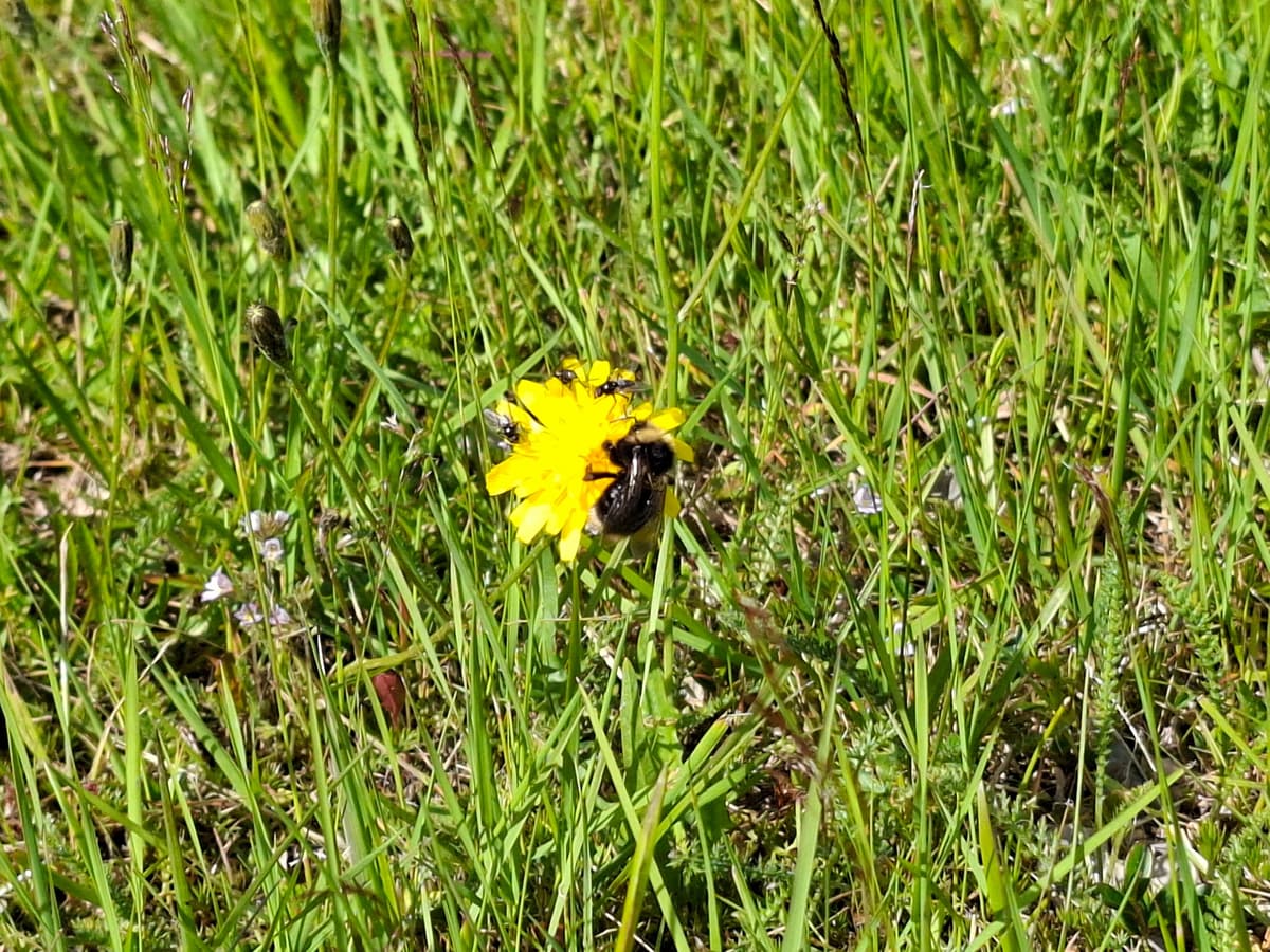 Bumblebee on a yellow flower in tall grass