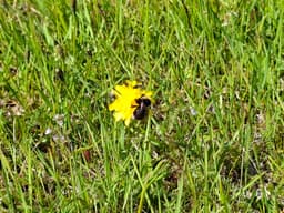 Bumblebee on a yellow flower in tall grass