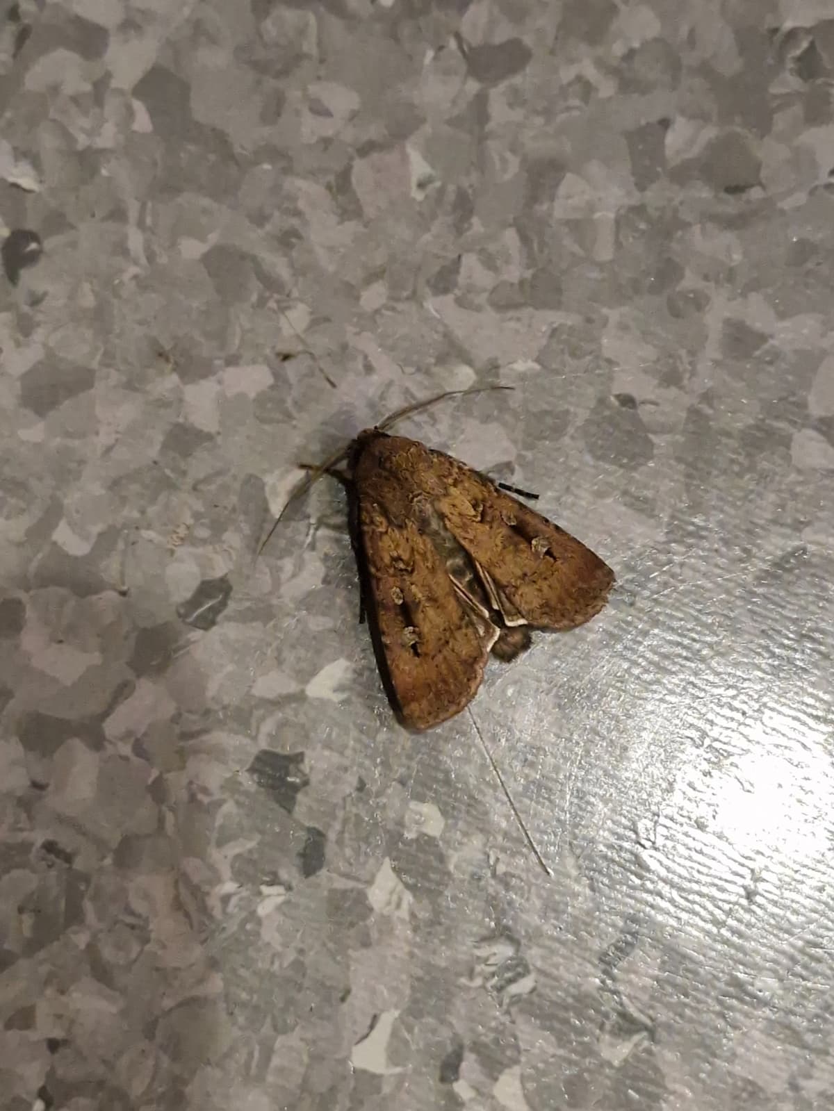A fluffy brown moth on a grey floor.