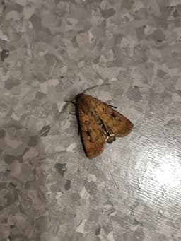 A fluffy brown moth on a grey floor.