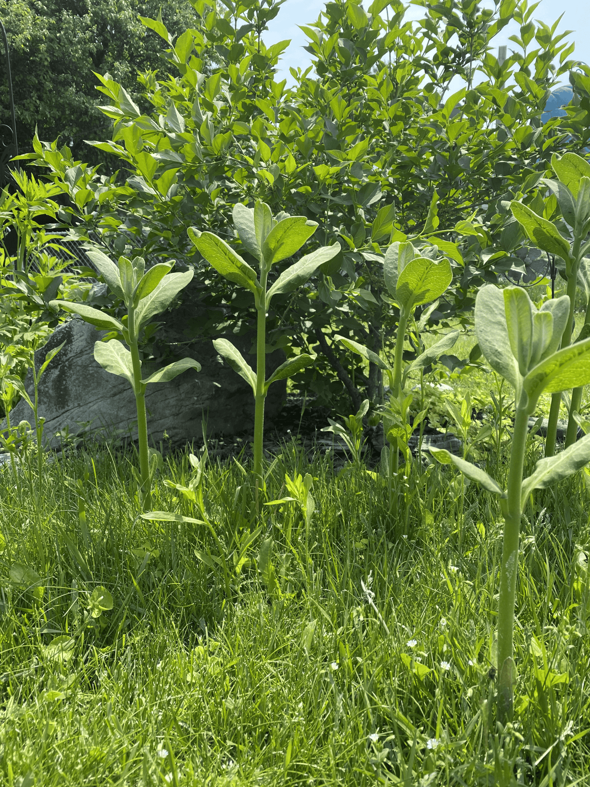 Even taller milkweed.
