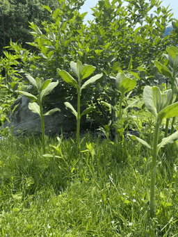 Even taller milkweed.