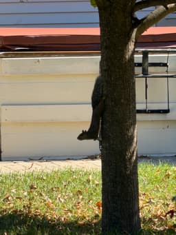 A grey squirrel climbing down the side of a tree. His head is lifted so he can look forward.