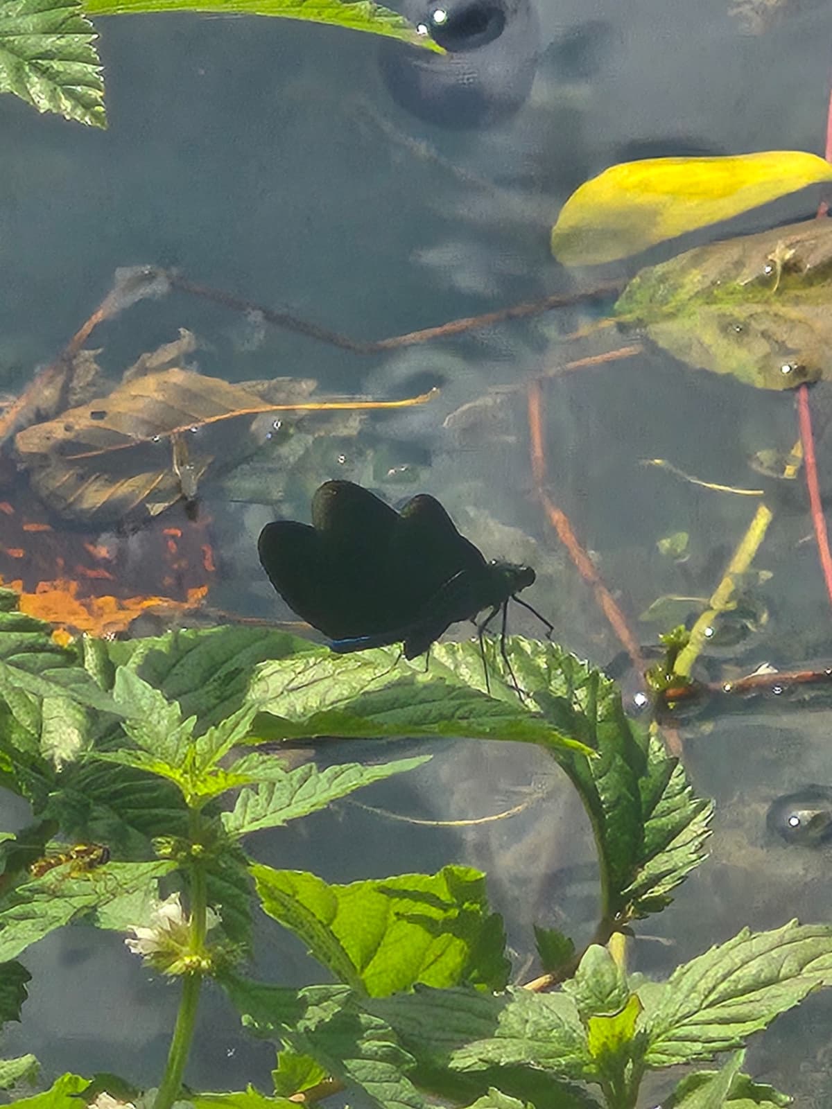 Its a close up photo of a dragonfly that has dark almost black wings with a bright blue/ green body resting on a leaf