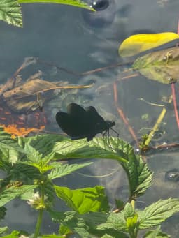 Its a close up photo of a dragonfly that has dark almost black wings with a bright blue/ green body resting on a leaf