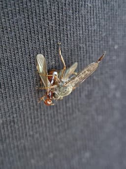 A grey robber fly pinning down a brown, winged ant. 