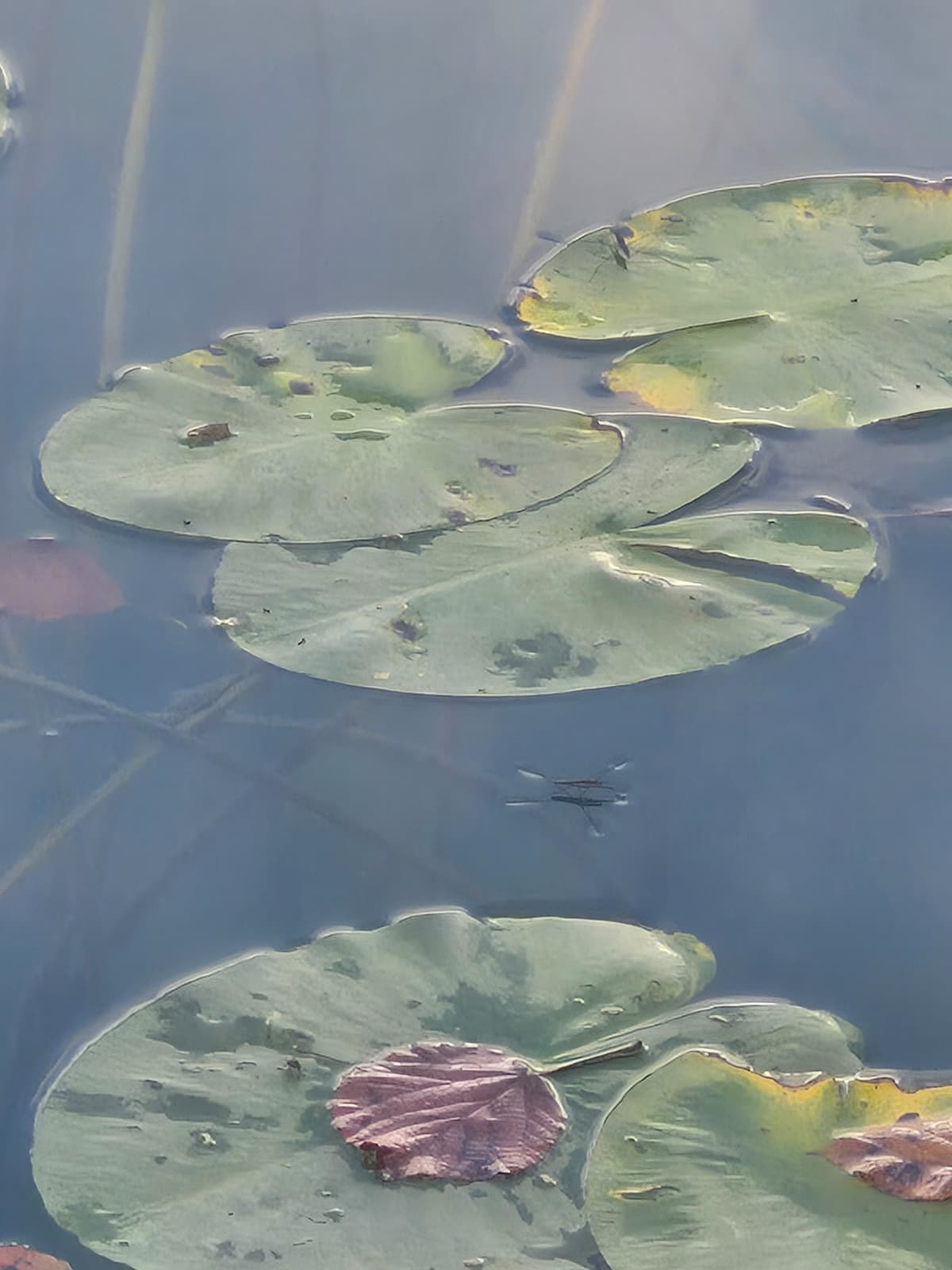 A water strider on the lake by some lilly pads