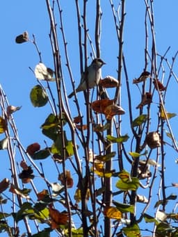 A house sparrow in the very top of a tree. Its leaves are sparse and range from yellow to orange in color.