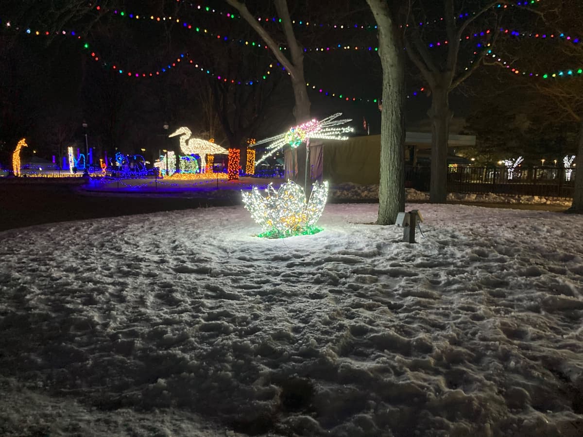 A holiday light sculpture of a dragonfly approaching a flower